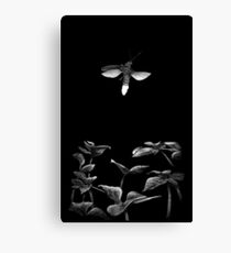 Firefly Canvas Print