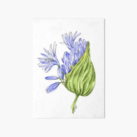 Regalos y productos: Agapantos Azules | Redbubble