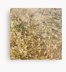 Wheat larger Metal Print
