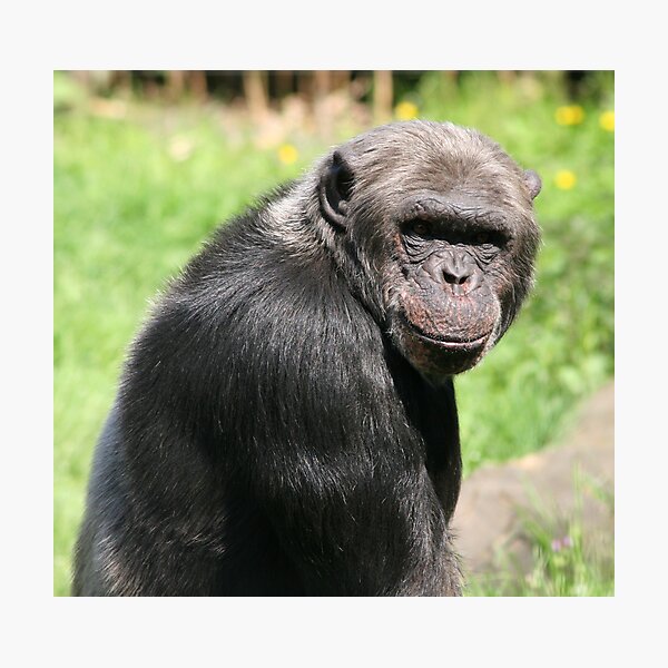 Item preview, Chimpansee designed and sold by wingsyves.