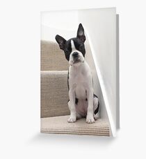 Meryl the Boston Terrier Greeting Card