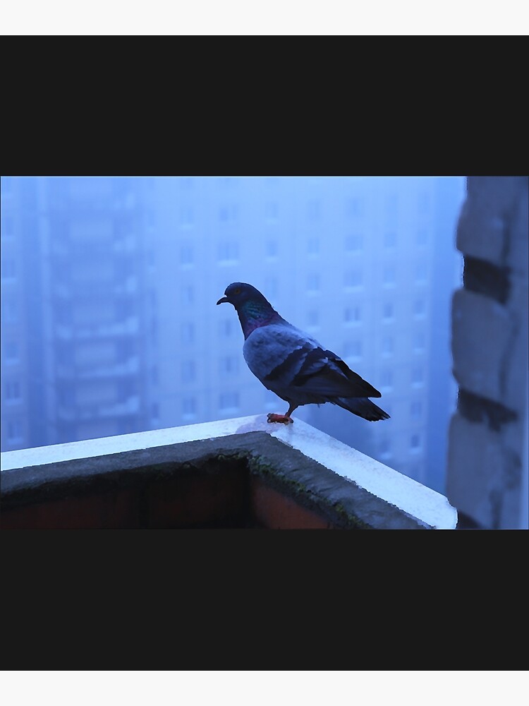 "A wet pigeon stands on one leg on the edge of the balcony" Poster for