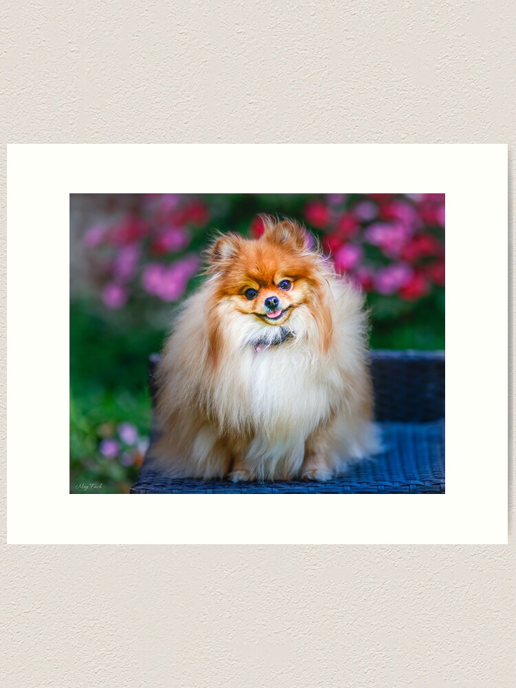 Finch pomeranians sales