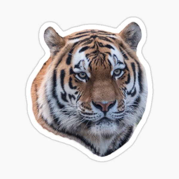 Cut out of a Siberian tiger Sticker