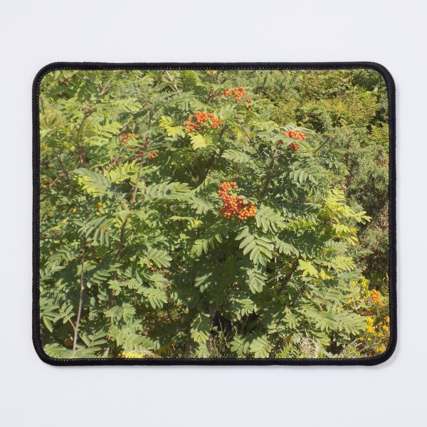 Item preview, Rowan tree designed and sold by Photos-by-Eddie.