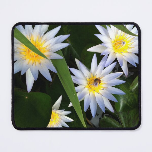 Item preview, The Tao of the White Hawaiin Lotus designed and sold by Photomersion.
