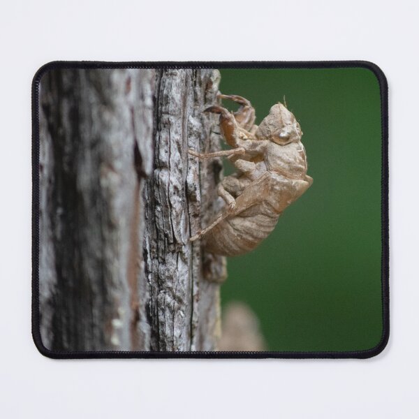 Item preview, Cicada Shell designed and sold by sarelitay.