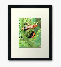 Soldier beetle Vs Ladybird Who Won? Framed Print