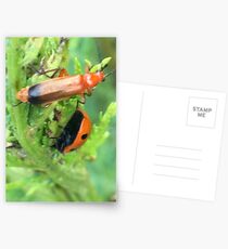 Soldier beetle Vs Ladybird Who Won? Postcards