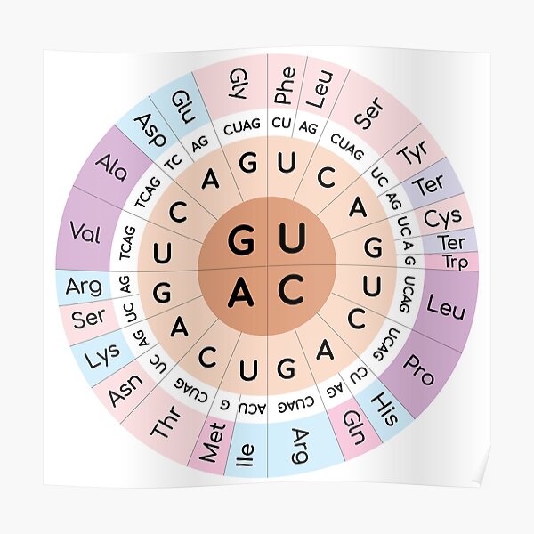 Póster «Tabla de codones» de MayumiArt Redbubble