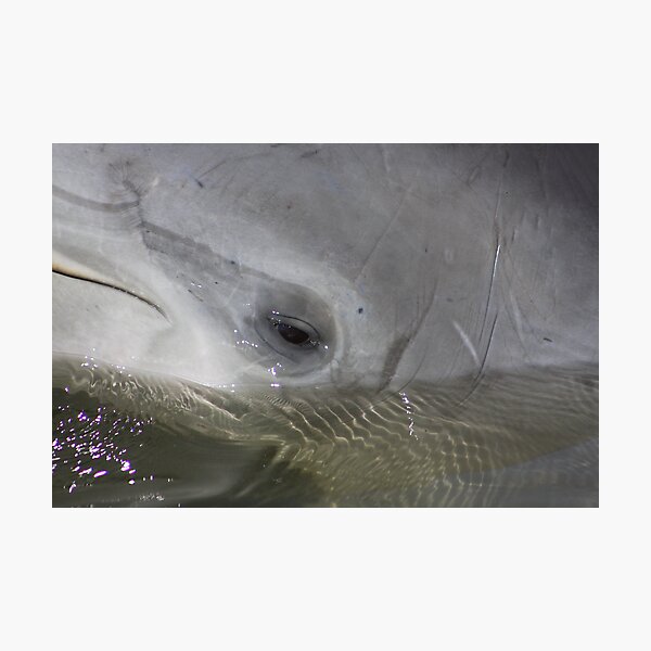 Item preview, Dolphin Friendly designed and sold by jdmphotography.