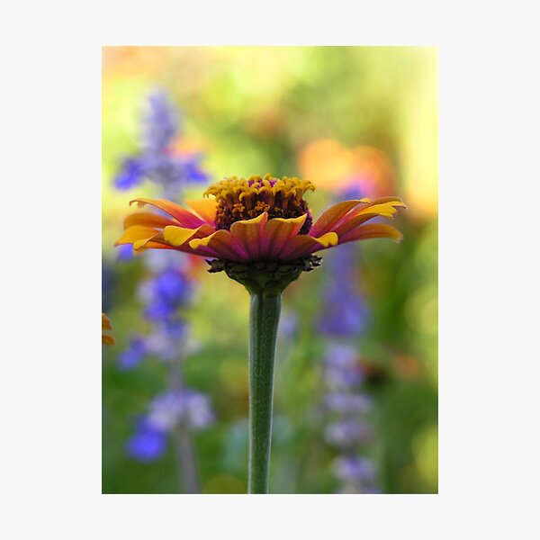 Dewy Zinnia Photographic Print