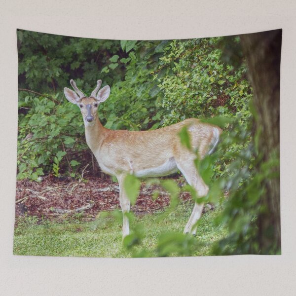 Item preview, Young Buck in Velvet designed and sold by Frankie Cat Photography.