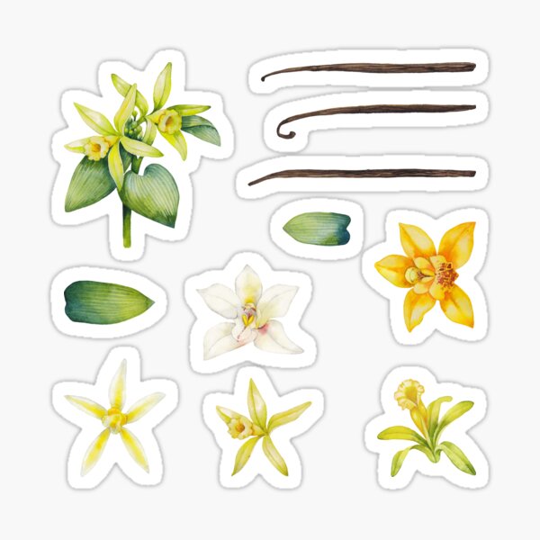 Item preview, Watercolor vanilla flowers designed and sold by Ekaterina Glazkova.