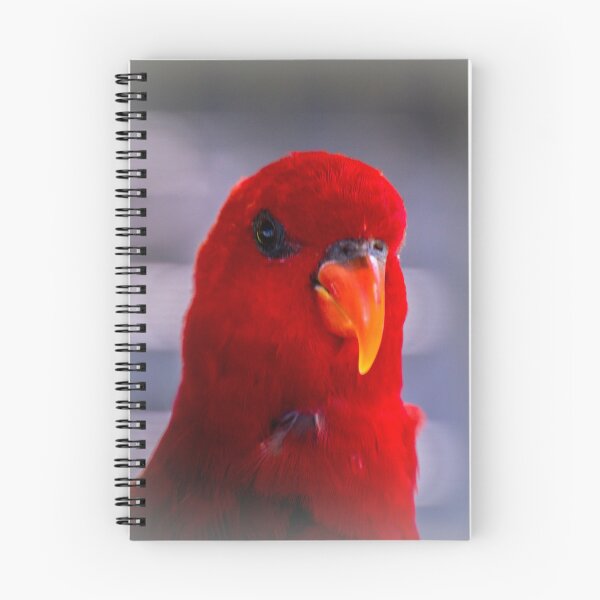 Item preview, Red lory designed and sold by indiafrankk.