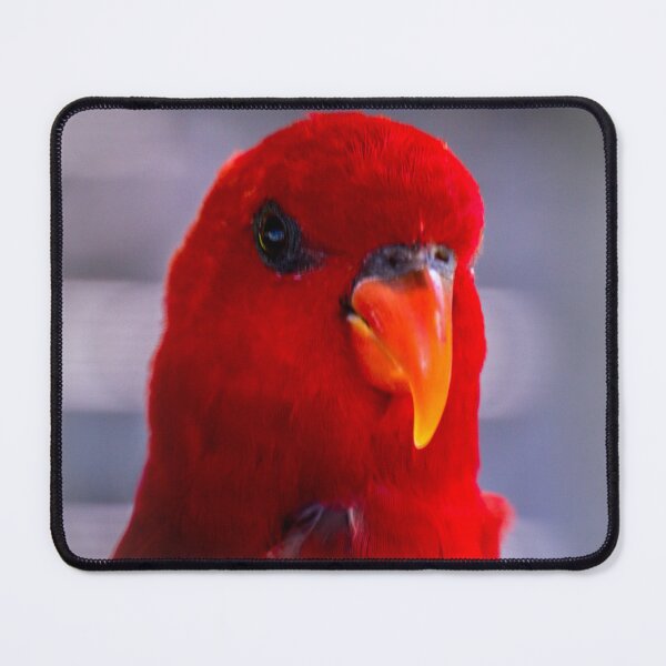 Item preview, Red lory designed and sold by indiafrankk.