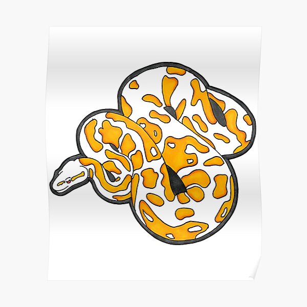 "Albino Ball Python Albino Ball Python " Poster for Sale by ...