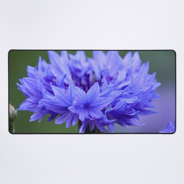 Item preview, The blue Cornflower designed and sold by Jouko Lehto Photography.