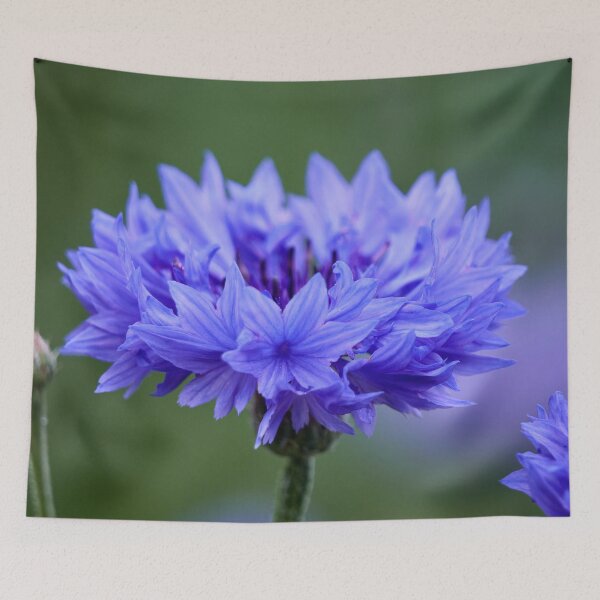 Item preview, The blue Cornflower designed and sold by Jouko Lehto Photography.