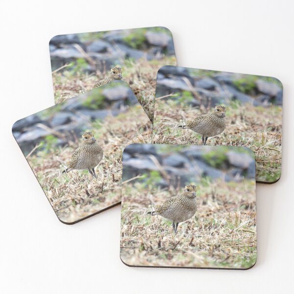 Item preview, Looks a tundra alike. European golden plover designed and sold by Jouko Lehto Photography.