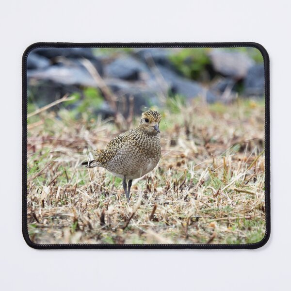 Item preview, Looks a tundra alike. European golden plover designed and sold by Jouko Lehto Photography.