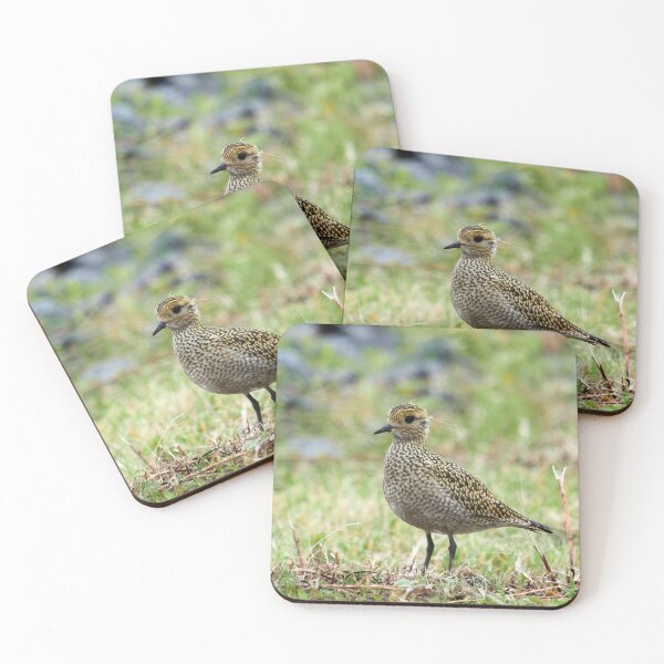 Item preview, Portrait model. European golden plover designed and sold by Jouko Lehto Photography.
