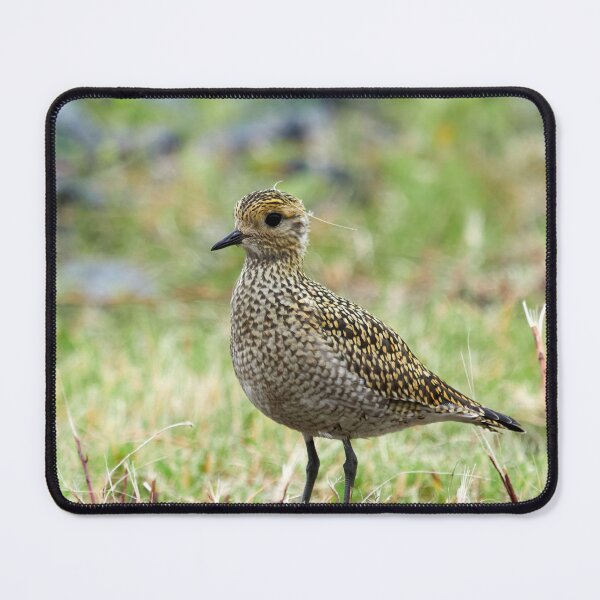 Item preview, Portrait model. European golden plover designed and sold by Jouko Lehto Photography.