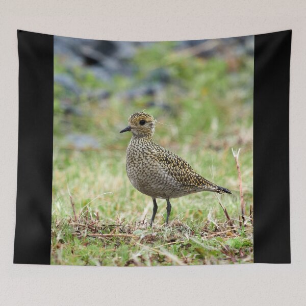 Item preview, Portrait model. European golden plover designed and sold by Jouko Lehto Photography.