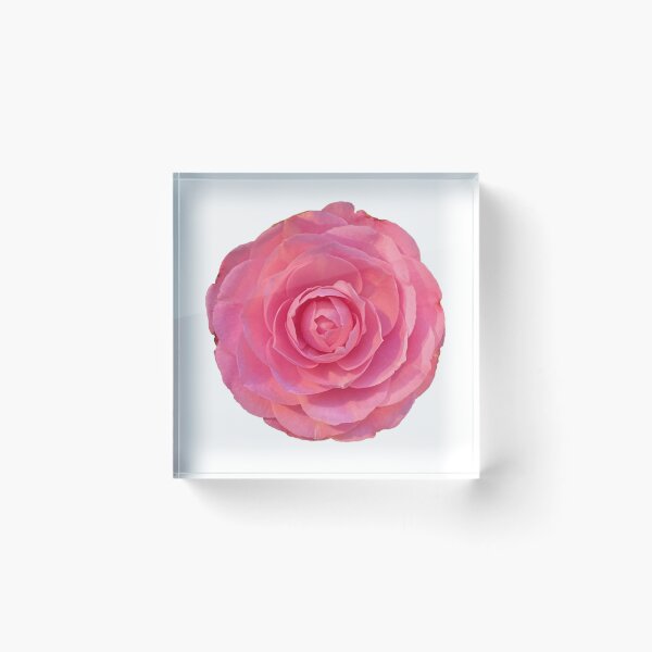 Artikelvorschau, Rosa Rose <3 entworfen und verkauft von gabriellezwi.