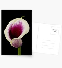 violet calla lili Postcards