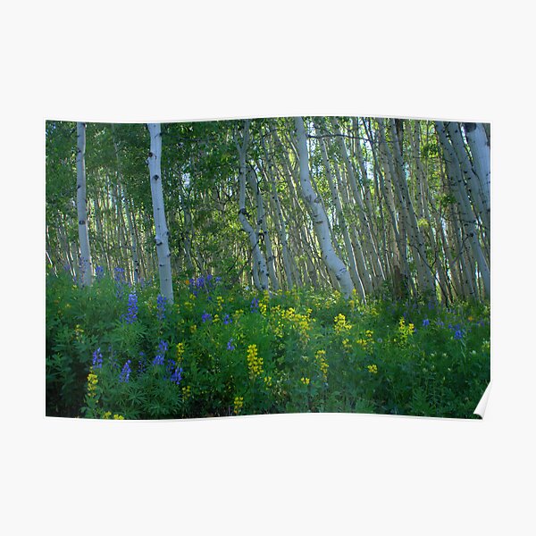 Aspen Forest Along Kebler Pass Part 2 Poster