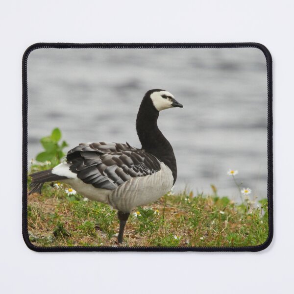 Item preview, In balance. Branta leucopsis, Barnacle goose, Barnacle goose designed and sold by Jouko Lehto Photography.