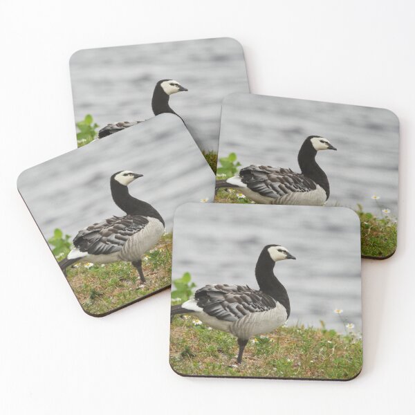 Item preview, In balance. Branta leucopsis, Barnacle goose, Barnacle goose designed and sold by Jouko Lehto Photography.