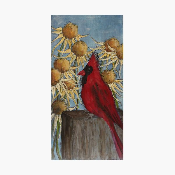 Summer Cardinal Photographic Print