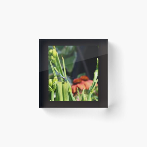 dragonfly with a flower Acrylic Block