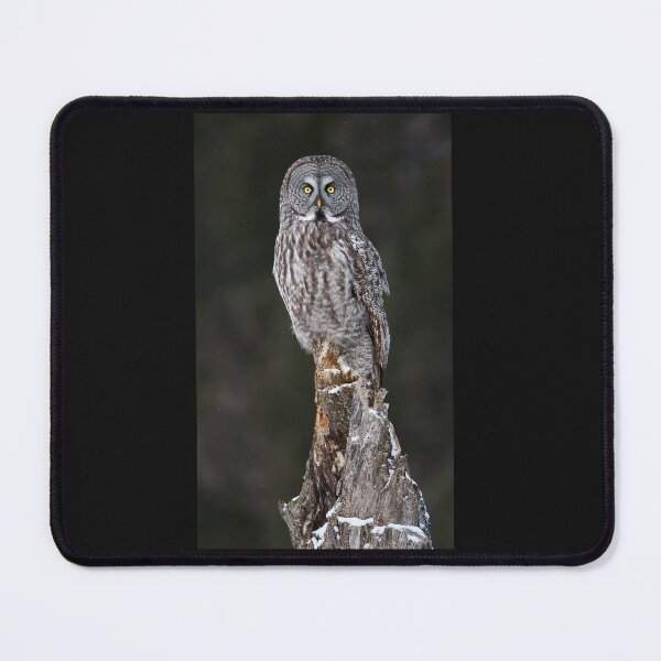 Item preview, The Phantom - Great Grey Owl designed and sold by James Cumming.