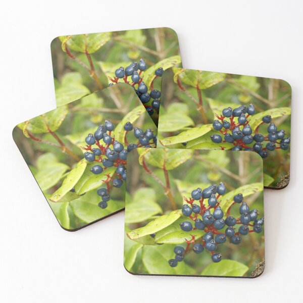 Item preview, Azores endemic flora designed and sold by Gaspar Avila.