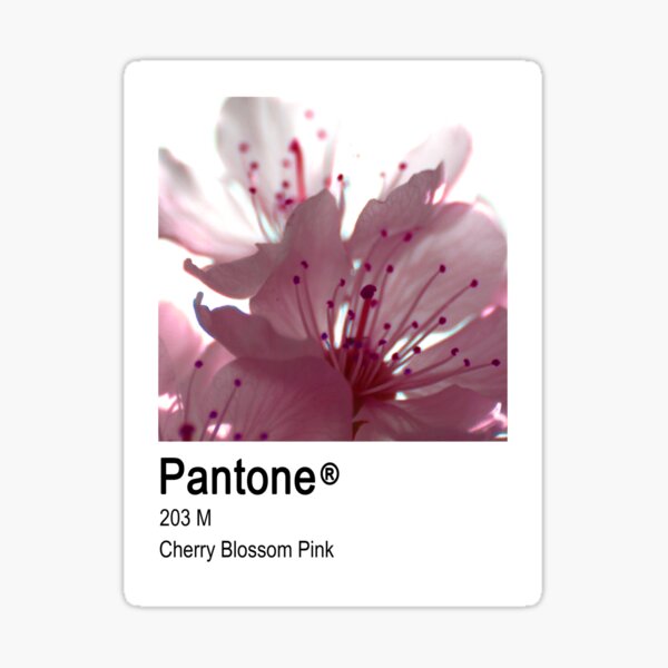 Pantone Cherry Blossom Pink Sticker For Sale By Camerao Redbubble