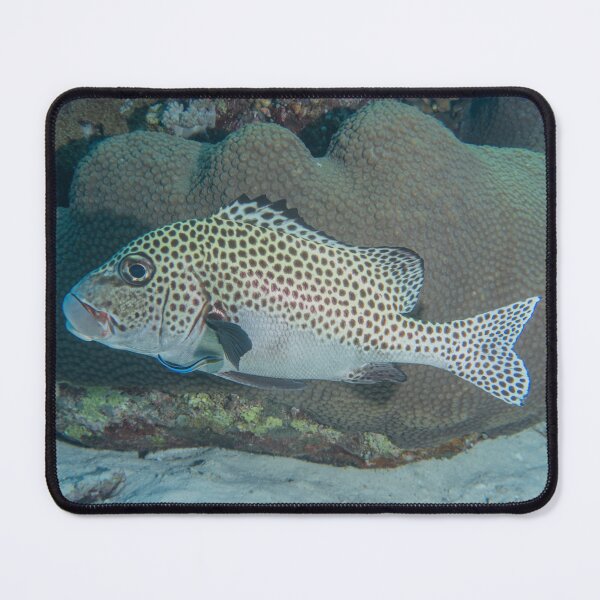 Item preview, Fish swim at the Tubbataha Reefs national park Philippines designed and sold by yeshayad.