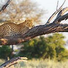 «Mancha de matiz matutino» de Owed To Nature