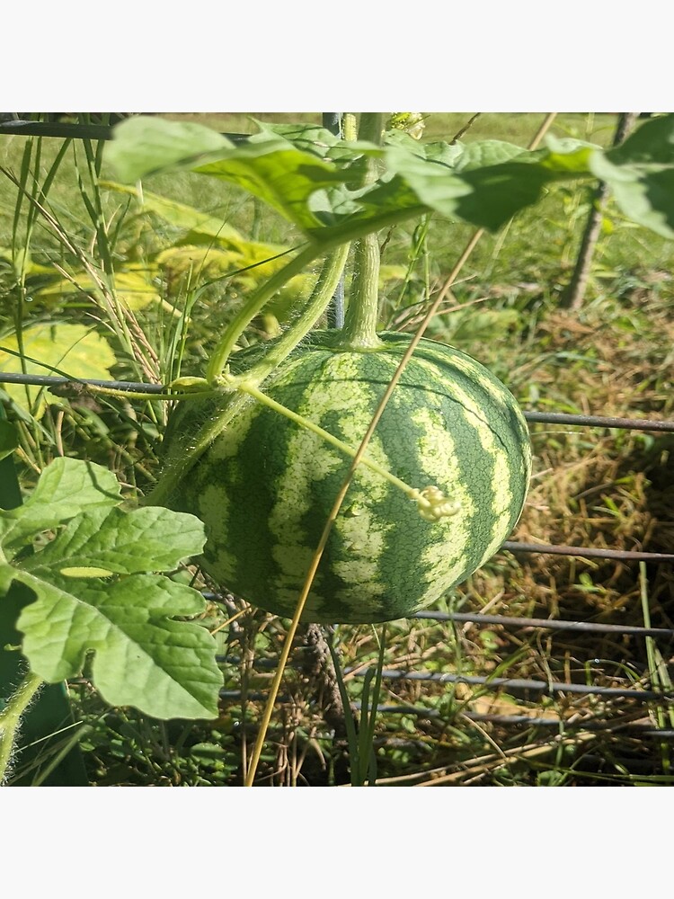 "Watermelon on a vine" Poster for Sale by LandMHangers Redbubble