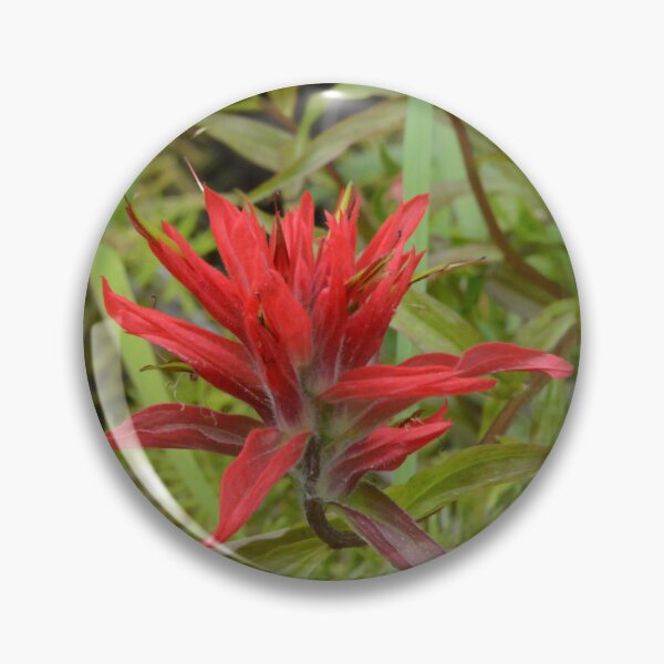 Artikelvorschau, Wildblumen von Montana - Indian Paintbrush entworfen und verkauft von Whisperingpeaks.