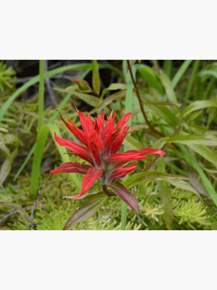"Wildflowers of Montana Indian Paintbrush" Sticker for Sale by
