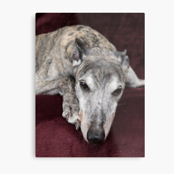 Brindle greyhound resting Metal Print