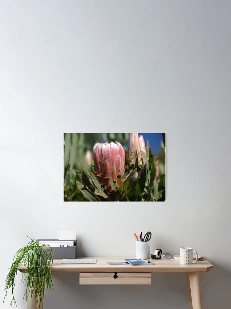 Thumbnail 2 of 3, Poster, flower designed and sold by Lux Dandelion.