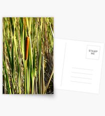 Bullrushes Postcards