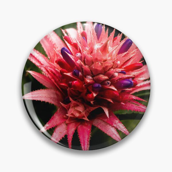Item preview, Bromeliad plant designed and sold by Araveen-Photo.