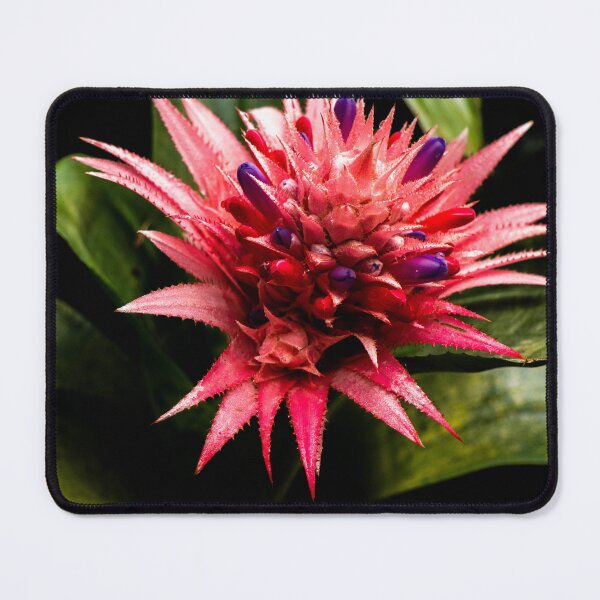 Item preview, Bromeliad plant designed and sold by Araveen-Photo.