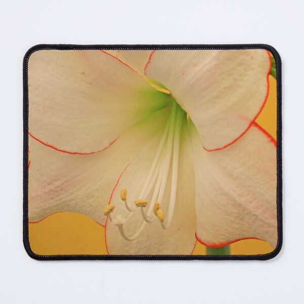 Item preview, This is the way to Amaryllis, May 2022 designed and sold by RedHillDigital.
