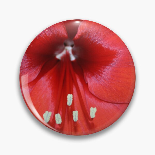 Item preview, Is this the Way to Amaryllis? designed and sold by RedHillDigital.